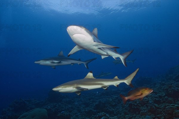 Grey reef shark