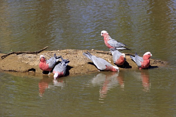 Pink Cockatoo