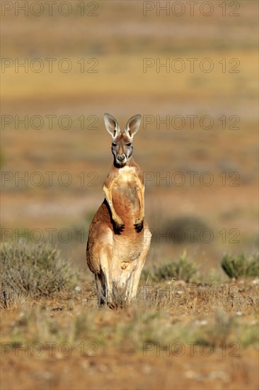 Red kangaroo