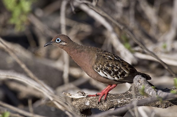 Galapagos dove