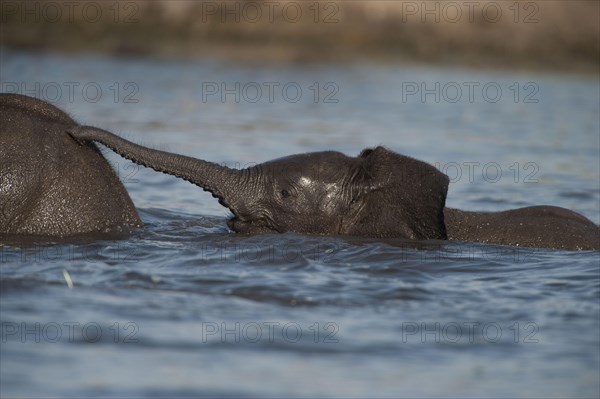 African Bush Elephant