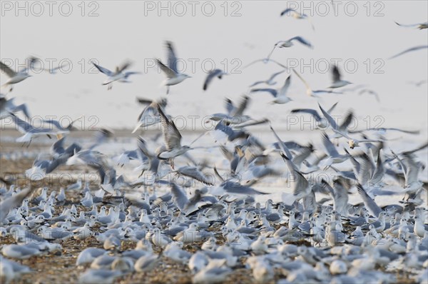 Black-headed Gull