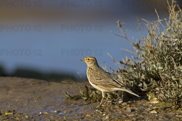 Eurasian skylark