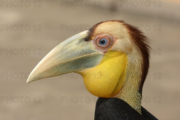 Juvenile wreathed hornbill