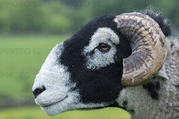 Swaledale sheep