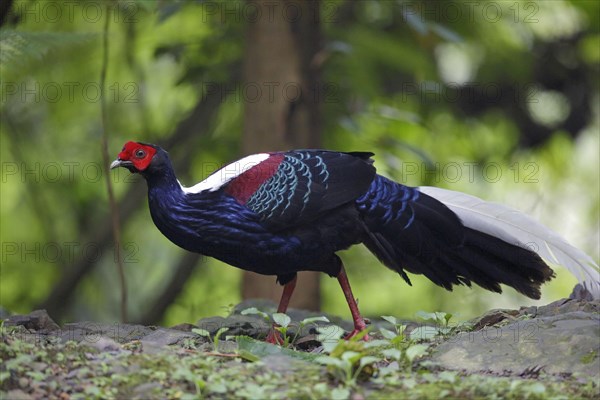 Swinhoe's swinhoe's pheasant