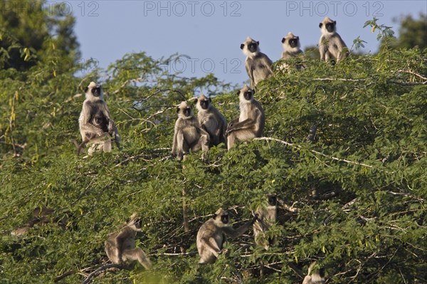Troop of common langur monkeys