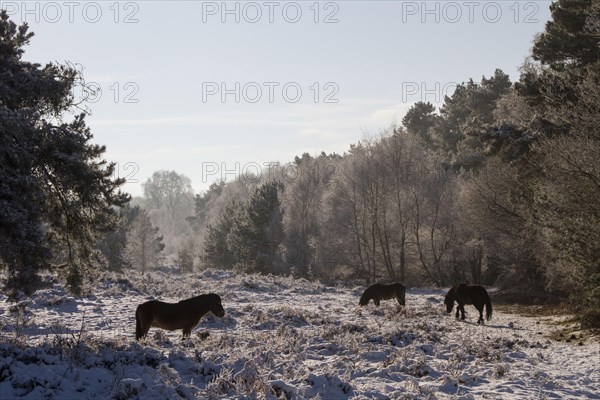 Knettishall Heath is one of Suffolks largest surviving areas of Breckland heath now managed by the Suffolk Wildlife Trust. Exmoor ponies have been introduced to help maintain the more open Breck Heath landscape by grazing young trees which would otherw