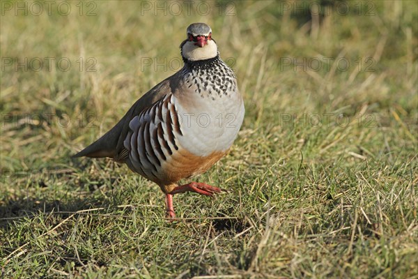 Red-legged Partridge