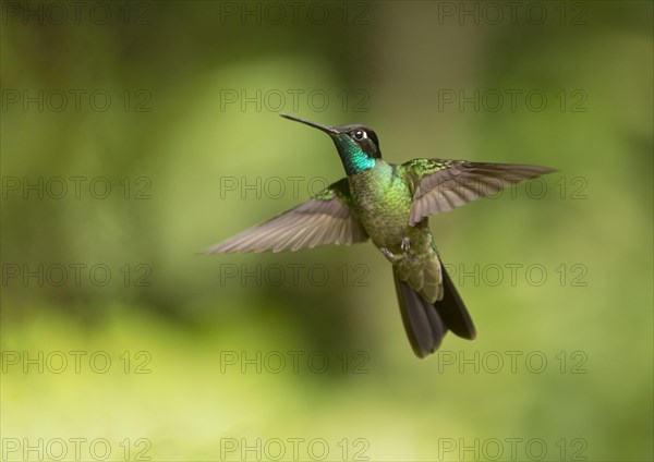 Violet-crowned Hummingbird