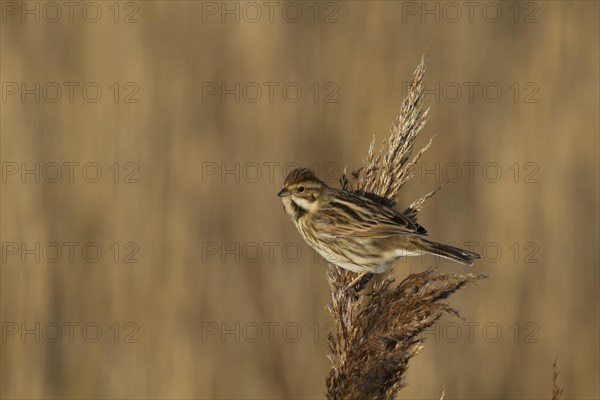 Common Reed Bunting