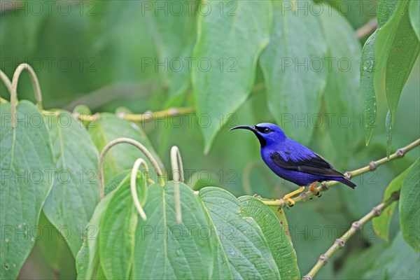 Purple honeycreeper