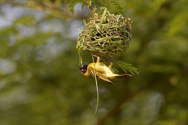 Southern masked weaver