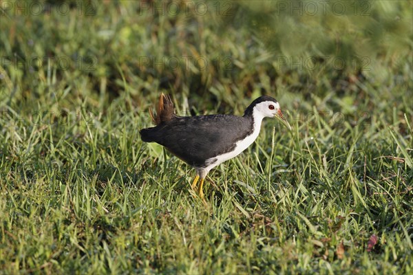 White-breasted Waterhen