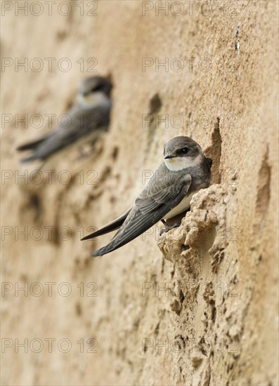 Sand Martin