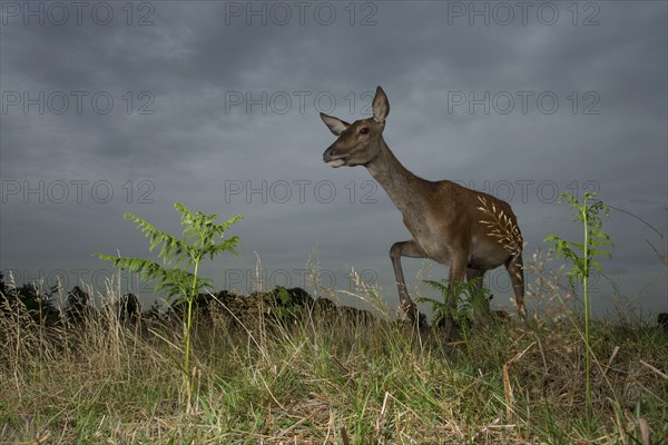 Red Deer