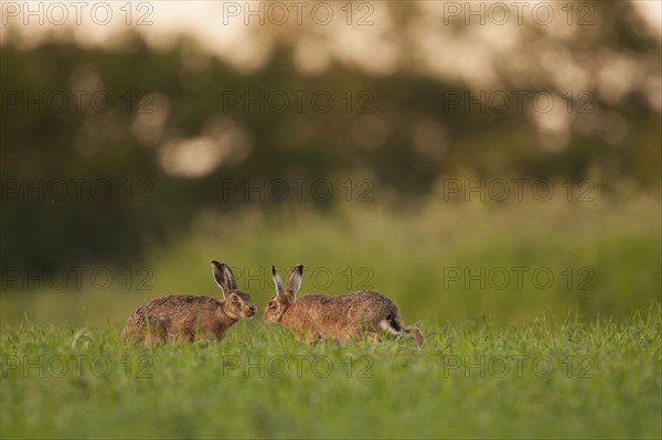 European Hare