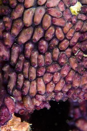 Purple Tunicate Group