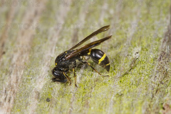 Potter Wasp