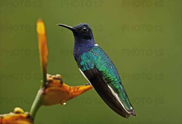 White-necked Jacobin