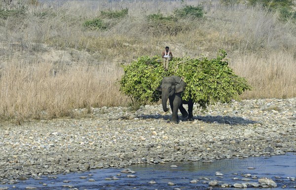 Asian indian elephant