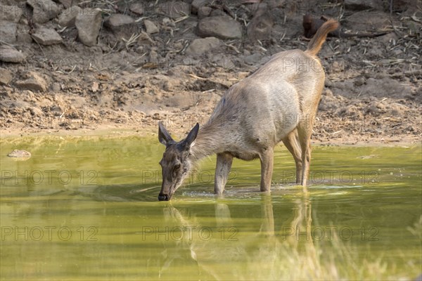 Sambar deer