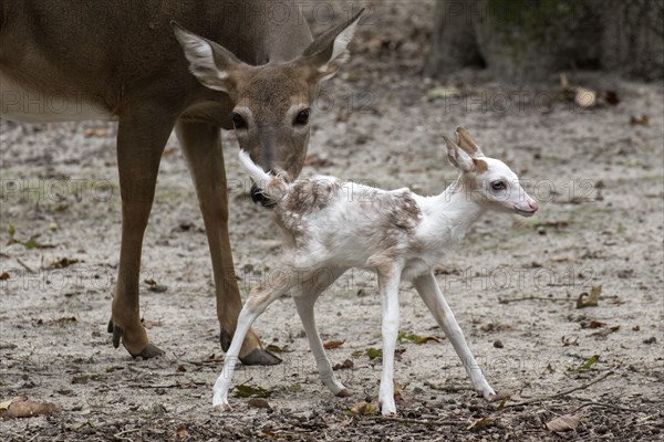 Leucistic White tailed Deer fawn with normal coloured female