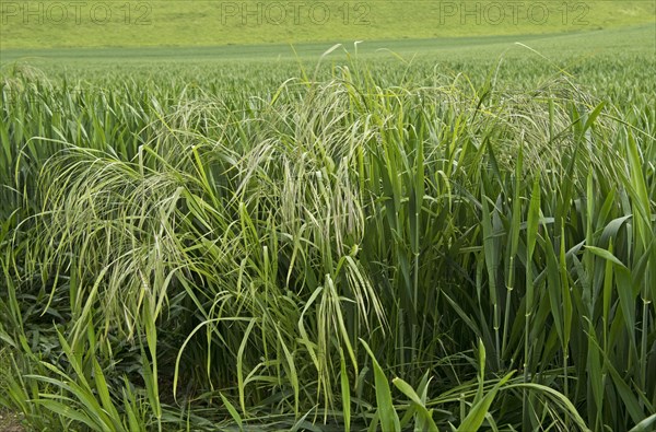 Sterile or barren brome