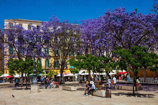 Plaza de la Merced with jacaranda trees and the birthplace of Pablo Picasso on the north-western side