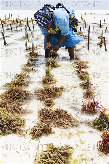 Woman harvesting red algae