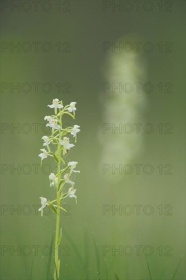 Greater butterfly-orchid