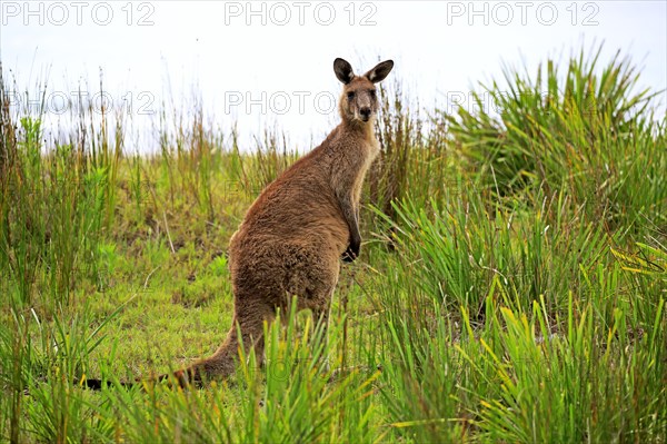 Eastern grey kangaroo