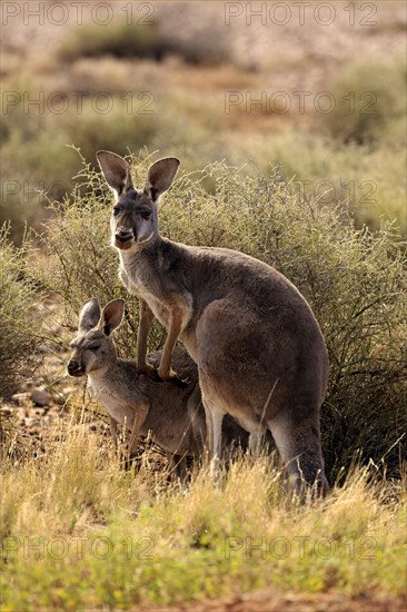 Red Kangaroo