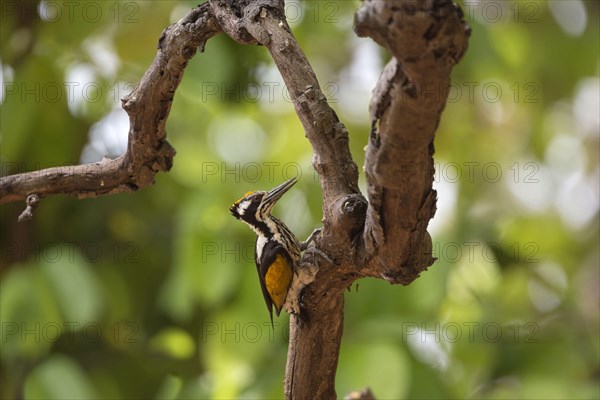 White-naped Woodpecker