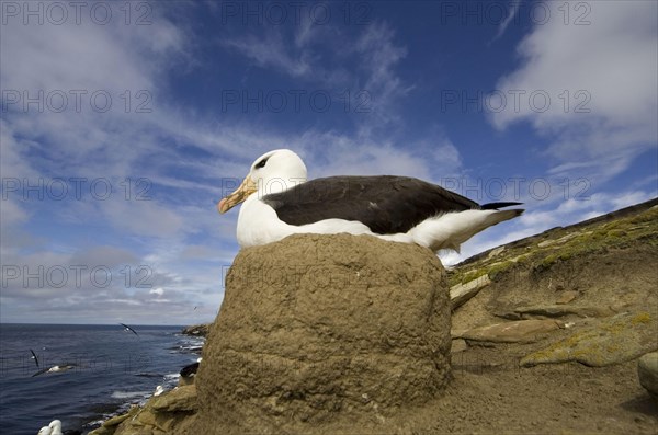 Black-browed albatross