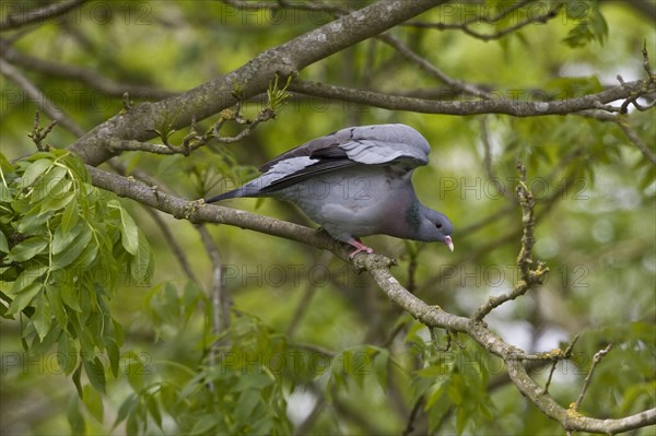 Stock Dove