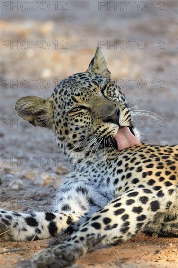 African leopard