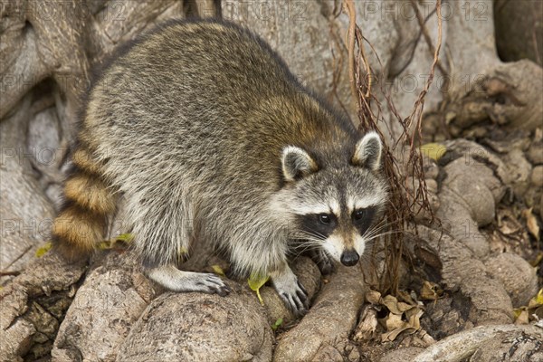 Raccoon