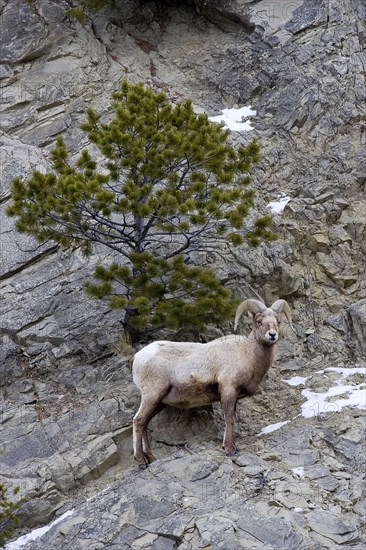 Bighorn sheep