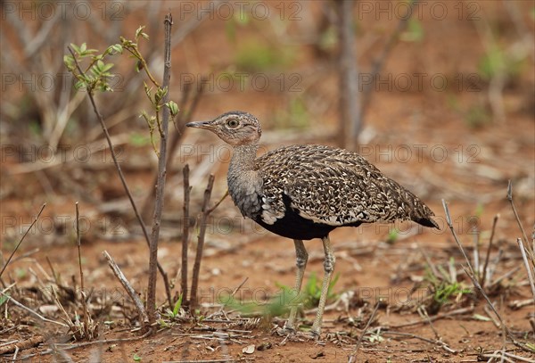 Red-headed red-crested korhaan