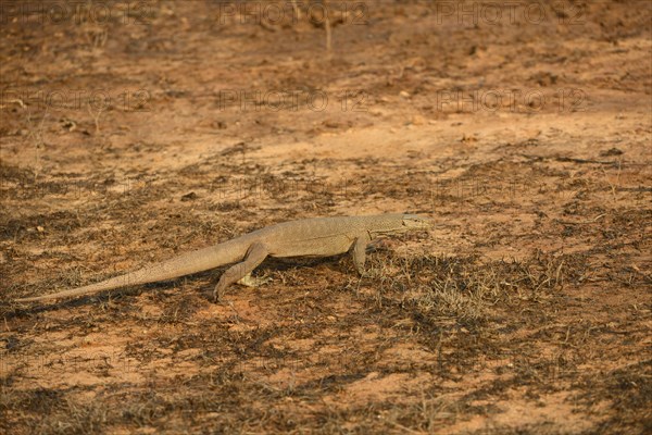 Bengal monitor