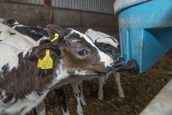 British Blue cattle