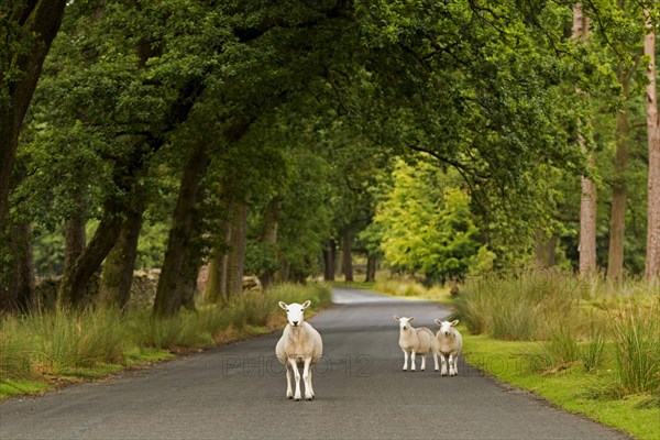 Cheviot sheep