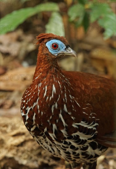 Crested fireback