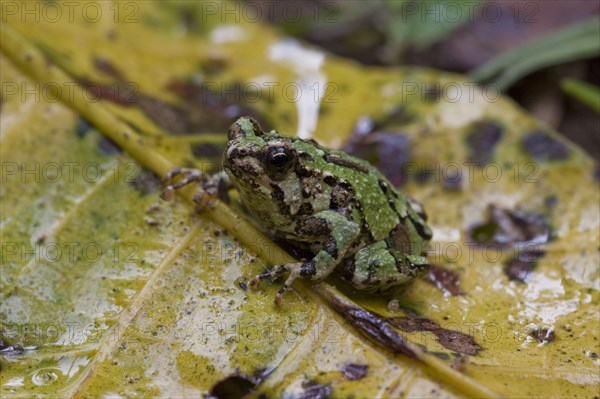 Marbled Burrowing Frog