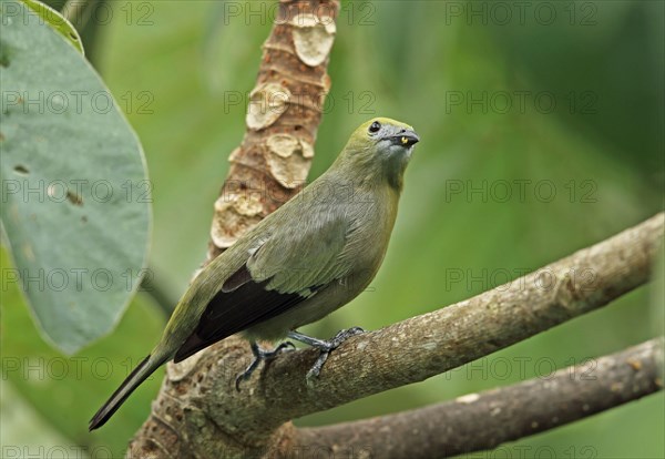 Adult palm tanager