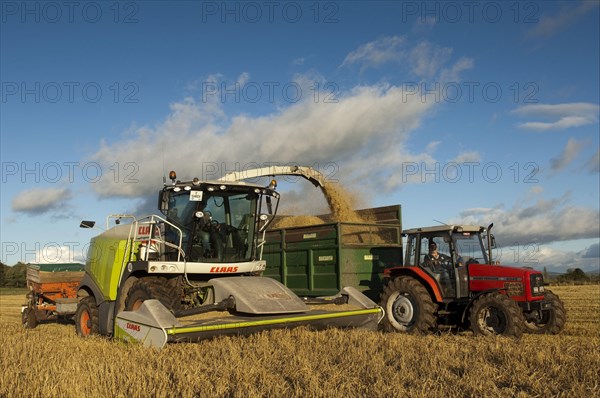 Claas forage harvester unloading into a tractor and trailer