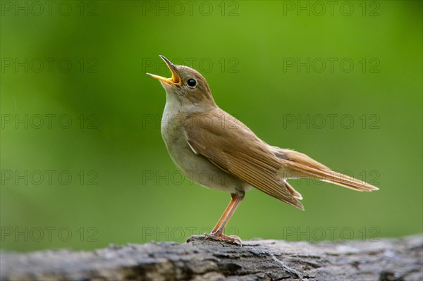 Common Nightingale