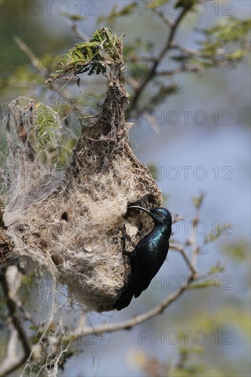 Purple Sunbird