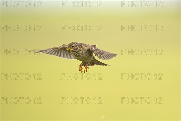 Corn Bunting